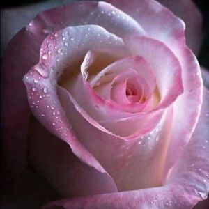 Meet your Posher, Monifah